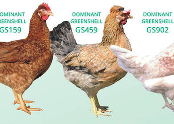 Kury nioski młode Greenshell (zielone jajko) 15 tygodni