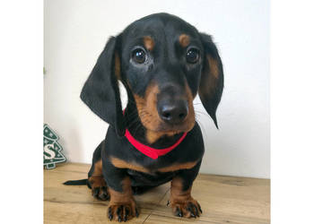 SAMIEC Jamnik krótkowłosy Czarny podpalany ARIES Kraków