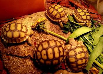 Młode Żółwie pustynne (Centrochelys sulcata), hodowla, piekne maluszki Rybnik