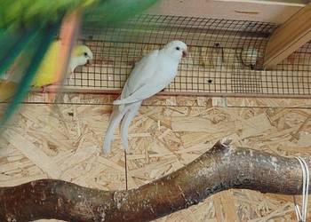 Rezerwacja. Mnichy Nizinne