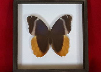 Motyl w ramce / gablotce 20x20 cm. Caligo uranus .