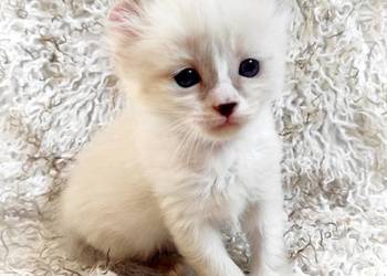 Kocięta American Curl - Legalna hodowla FPL_FIFe Lublin