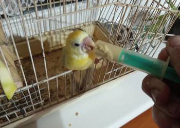 Świergotki ręcznie karmione Świergotki ręcznie karmione