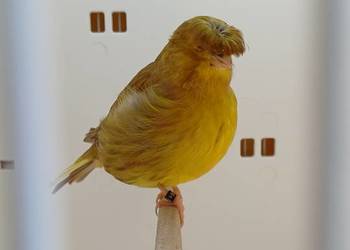 Kanarki gloster korona- samice