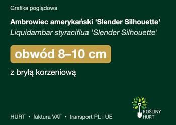 Ambrowiec amerykański 'Slender Silhouette' obw. 8-10 cm, z bryłą