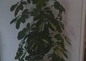 Kwiat Szeflera bardzo duży do domu lub biura