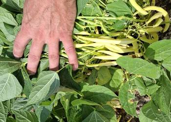 Fasola karłowata żółta odmiana Basta