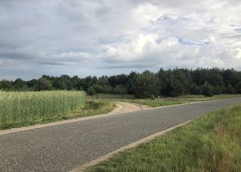 Kolankowo Prądocin dzialka rezydencyjny ze ścianą lasu