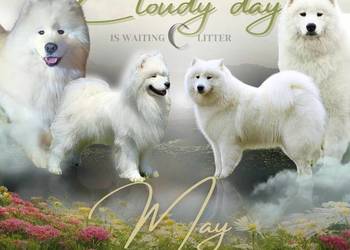 samoyed szczeniaki ZKwP