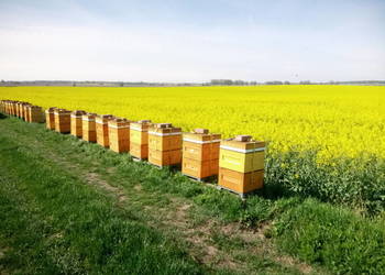 Miód z własnej pasieki