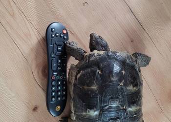 Żółw Obrzeżony samiec. 4lata  terrarium