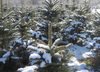 Świerk srebrny pospolity choinki plantacja
