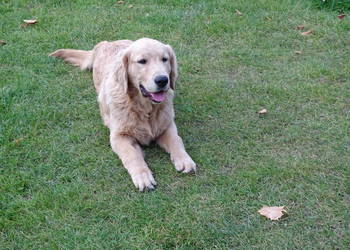 Golden retriever 6 miesięczne