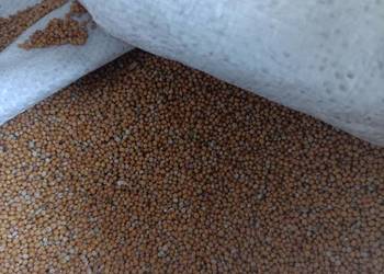 Gorczyca biała nasiona