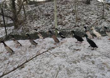 Kaczor biegus biegusy indyjskie