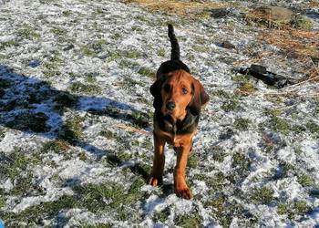 Szczeniak Ogar Polski FCI