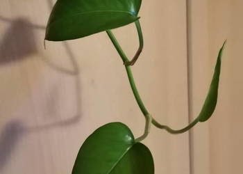 Epipremnum aureum w doniczce