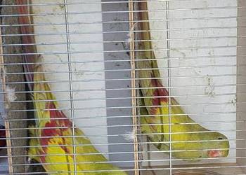 Papugi górskie pastele ,rozelle królewskie i białolice