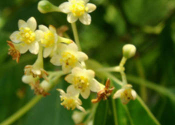 CYNAMONOWIEC KAMFOROWY Cinnamomum camphora NASIONA 70 sztuk - 10g.