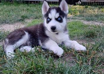 Zapowiedź Rasa Husky Siberian