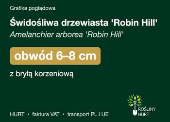 Świdośliwa drzewiasta 'Robin Hill' obwód 6-8 cm, z bryłą – HURT