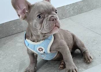Buldog francuski piesek isabella