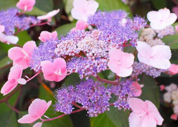 HORTENSJA KOSMATA Hot Chocolate - sadzonki w doniczkach