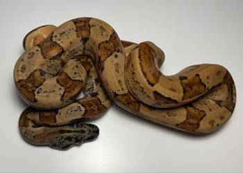 Węże boa cesarskie samice i samce