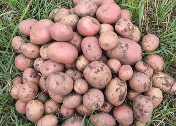 Ziemniaki młode Bellarosa ekologiczne