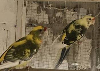 Papugi rozella królewska szek