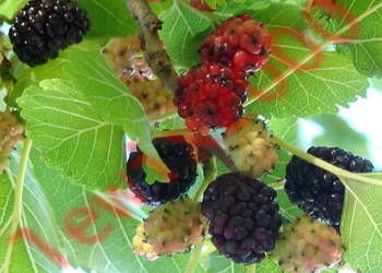 MORWA CZARNA Morus nigra NASIONA 60000 sztuk - 100g. MORWA CZARNA Morus nigra NASIONA 60000 sztuk - 100g.