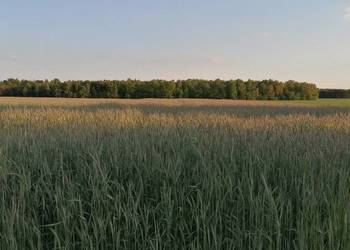 Na sprzedaż – działka pod farmę fotowoltaiczną | Blinno, gmina Szczutowo, p