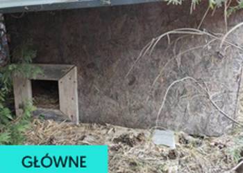 Buda dla ukochanego pupila.