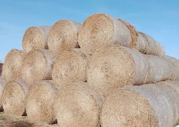 Słoma pszenna 160cm