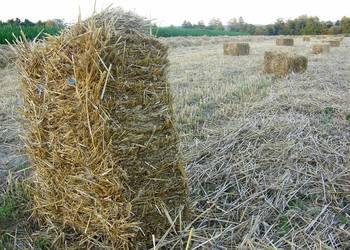 Piękna słoma w kostkach kciukach dla kur, koni TRANSPORT