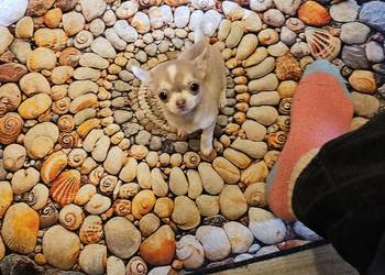 Chihuahua Exclusiv Mini Panienka XXXS Piękna Jedyna taka Rodowód FCI! ! !