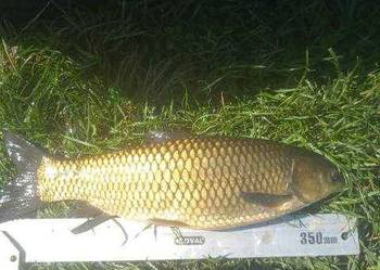 Amur kroczek 0.5 kg