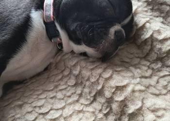 Boston terrier matka FCI możliwość dowozu