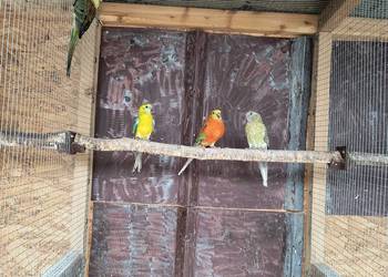 Świergotki seledynowe