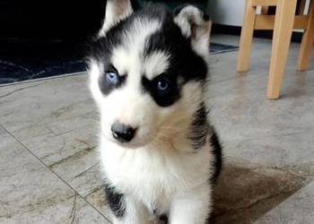 Syberian Husky PIESEK
