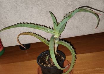 Aloes, nr 1 sukulent, wysokość 24cm