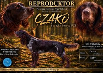 Reproduktor płochacz niemiecki wachtelhund