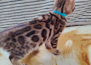 Sprzedam koty bengalskie