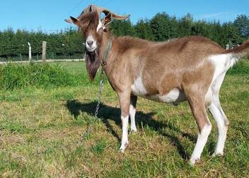 Kozioł british toggenburg