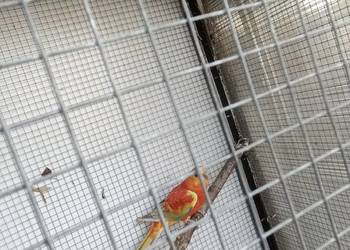 Świergotki parę i rozelle królewskie