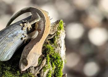 Młody gekon orzęsiony