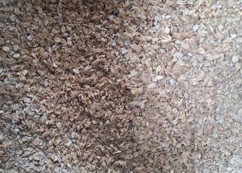 Pszenica, jęczmień po gniotowniku