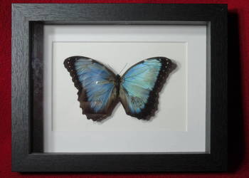 Motyl w ramce / gablotce 17x22 cm . Morpho helenor Carillensis - 120 mm .