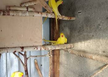 Aleksandretta obrożna lutino