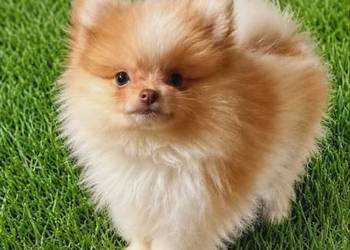 Szpic miniaturowy/pomeranian